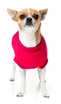 FuzzYard Allday 24 Sweater - Magenta