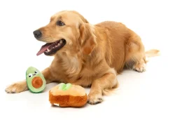 FuzzYard Avocado & Toast 2PK - Dog Toy