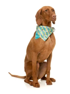 FuzzYard Bananarama - Bandana