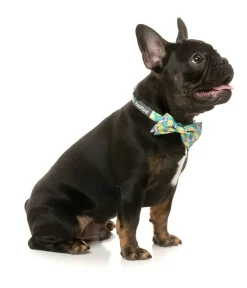 FuzzYard Bananarama - Bowtie