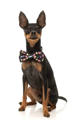 FuzzYard Bed Bugs - Bowtie