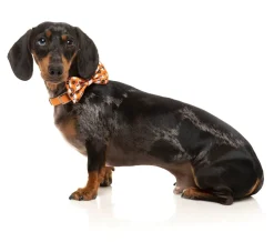 FuzzYard Boogie Nights - Bowtie