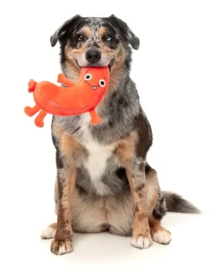 FuzzYard Brad Wurst - Dog Toy