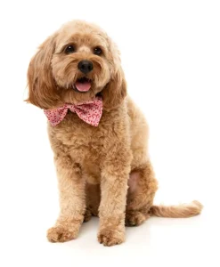 FuzzYard Candy Cane Pink Bowtie