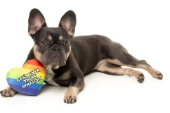 FuzzYard Can't Think Straight - Dog Toy