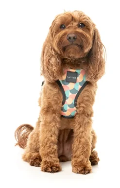 FuzzYard Carioca - Dog Harness