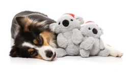 FuzzYard Coco Koala - Dog Toy