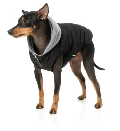 FuzzYard Cremorne Hoodie - Black