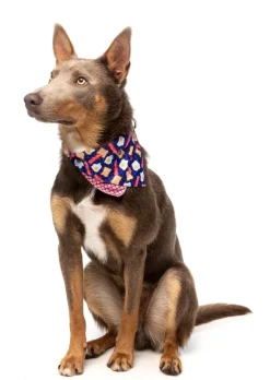 FuzzYard Dog Bandana - Bacon and Eggs