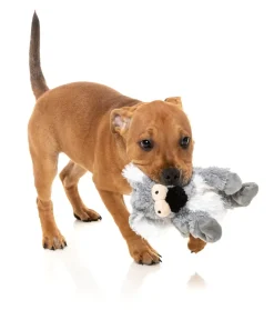 FuzzYard Dog Toy - Flat Out Nasties - Kana the Koala