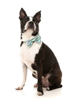 FuzzYard Dreamtime Koala - Bowtie