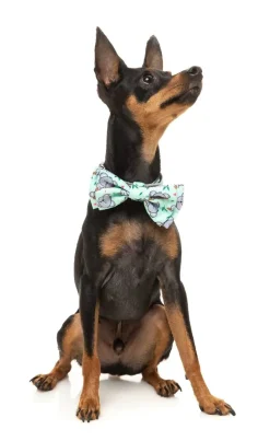 FuzzYard Dreamtime Koala - Bowtie