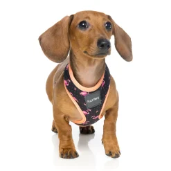 FuzzYard Fabmingo Dog Harness