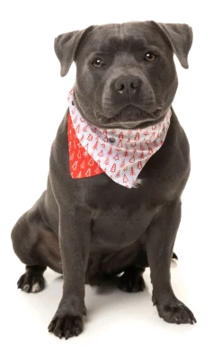 FuzzYard Festive Trees Bandana