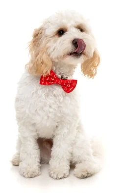 FuzzYard Festive Trees Bowtie