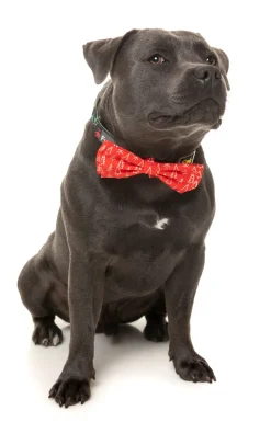 FuzzYard Festive Trees Bowtie