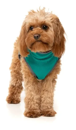 FuzzYard Fitzroy Jacket - Green