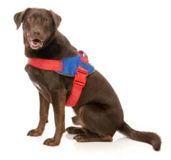FuzzYard Flash Harness - Patriot