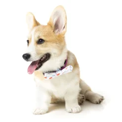 FuzzYard Flying High Pet Bow Tie