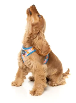 FuzzYard Fresh Zest - Dog Step In Harness