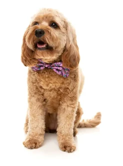 FuzzYard Fiesta - Bowtie