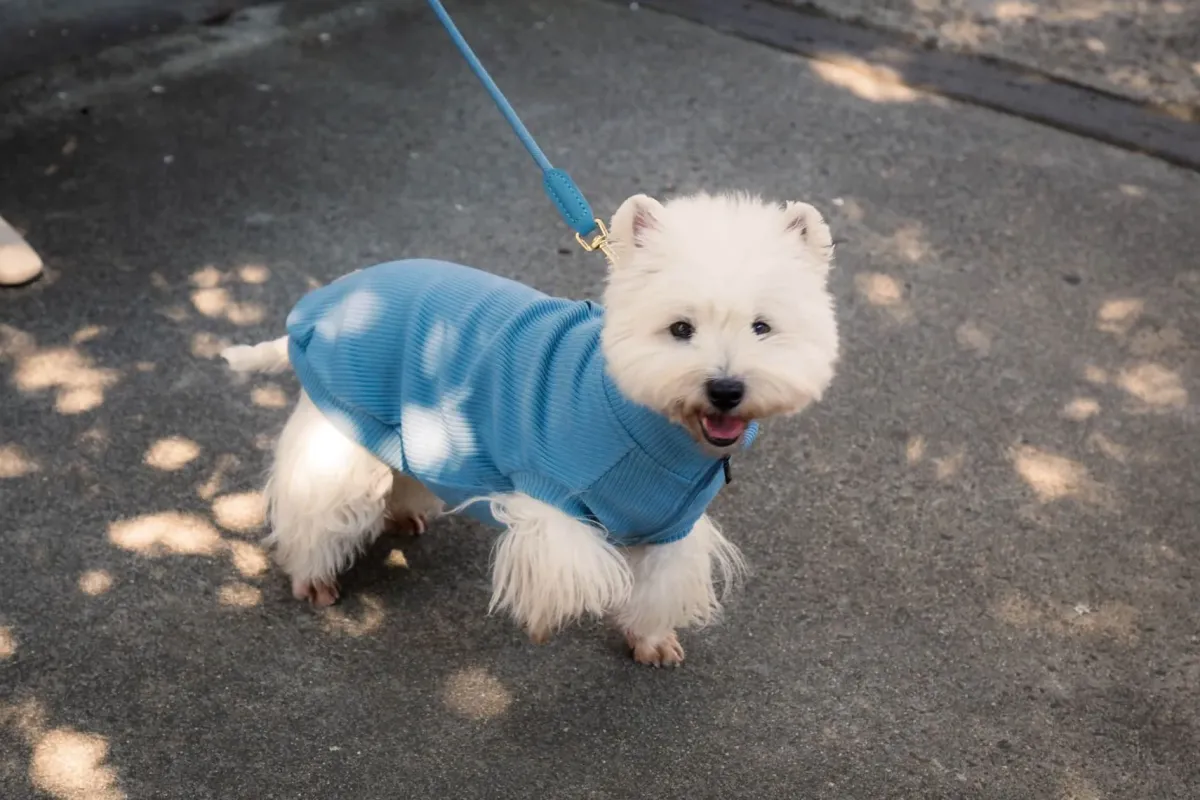 FuzzYard Life Atelier Dog Collar - French Blue