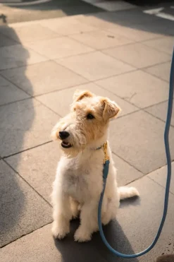 FuzzYard Life Atelier Dog Rope Lead - French Blue
