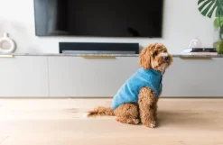 FuzzYard Life Corduroy Jacket - French Blue