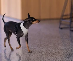 FuzzYard Life Harness - Sandstone