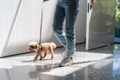 FuzzYard Life Harness - Soft Blush