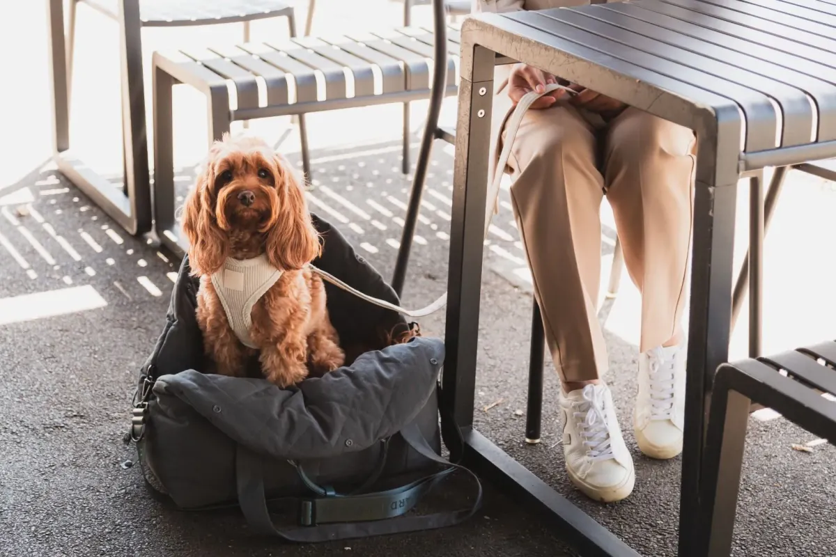 FuzzYard Life Multipurpose Carrier & Car Seat - Slate Grey