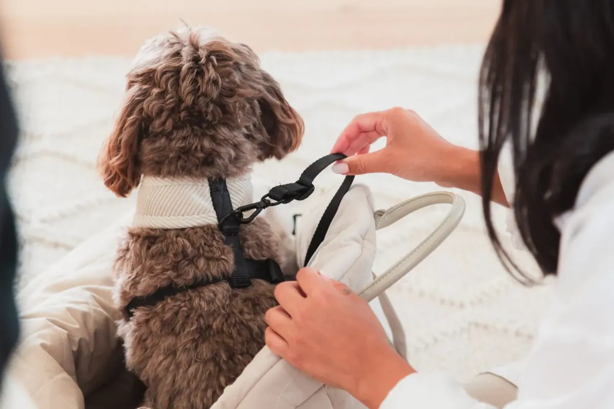 FuzzYard Life Multipurpose Carrier & Car Seat - Slate Grey