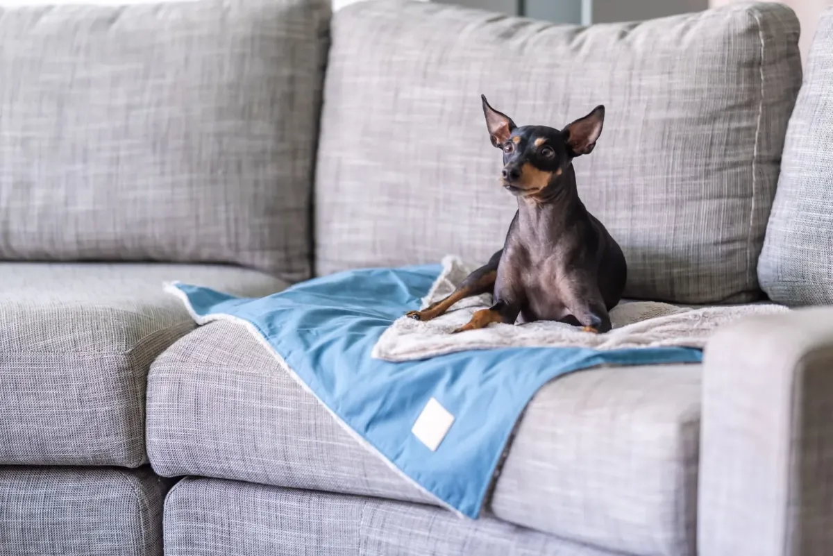 FuzzYard Life Pet Blanket - French Blue