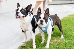 FuzzYard Life Step In Harness - French Blue