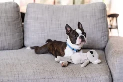 FuzzYard Life Toy - Sandstone Koala