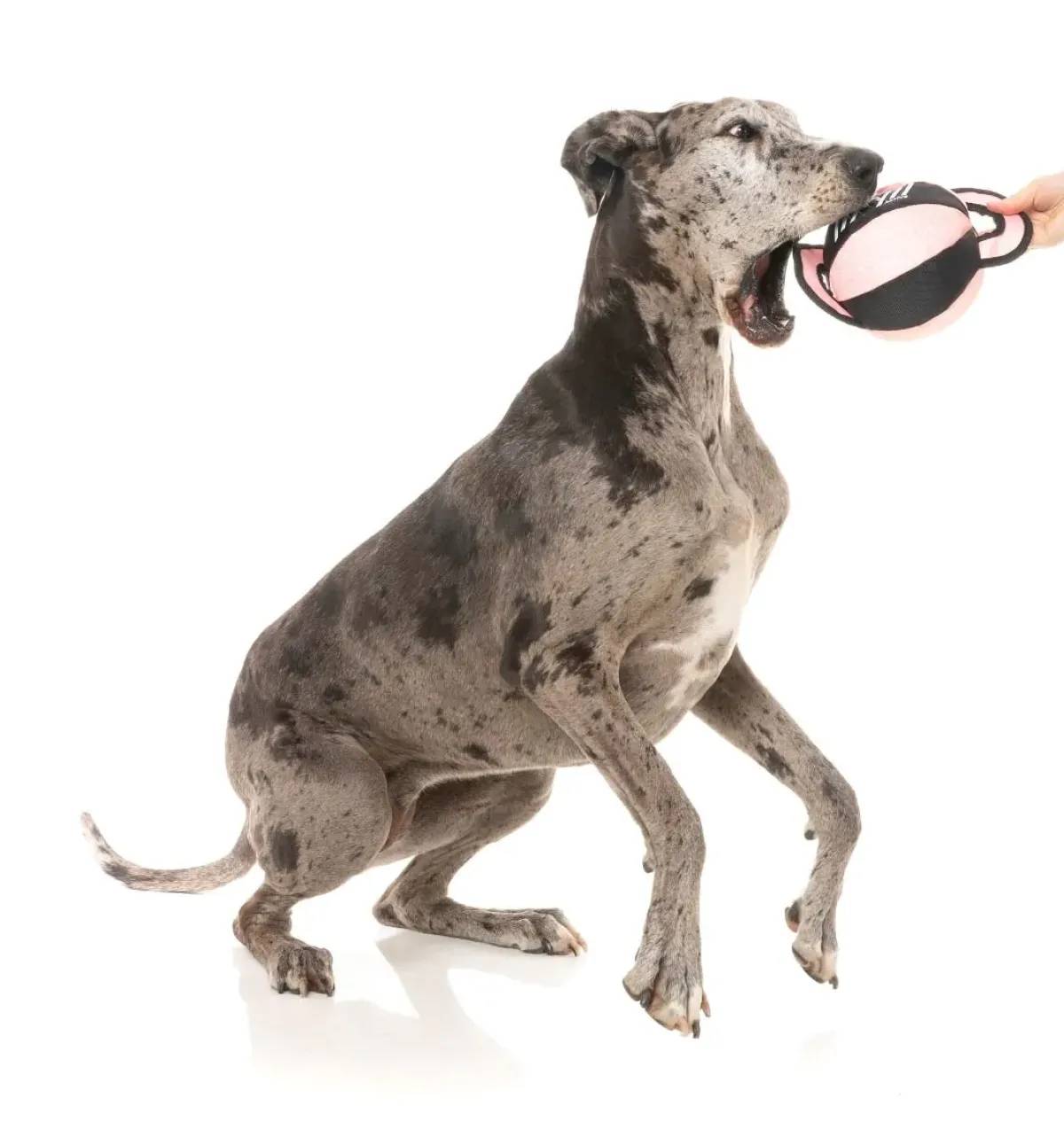 FuzzYard FY Active Ball Tug Dog Toy - Peach