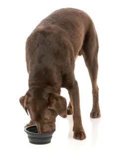 FuzzYard FY Active Collapsible Silicone Bowl