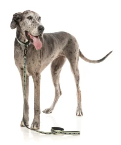 FuzzYard FY Active Lead - Khaki