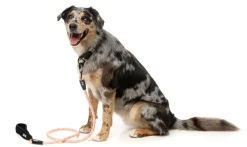 FuzzYard FY Active Rope Lead - Peach