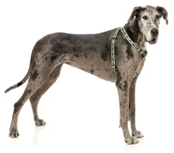 FuzzYard FY Active Strap Harness - Khaki