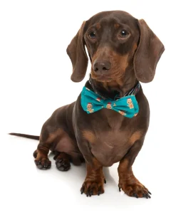 FuzzYard Gingerbread Man Bowtie