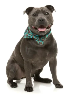 FuzzYard Gor-illz - Bowtie