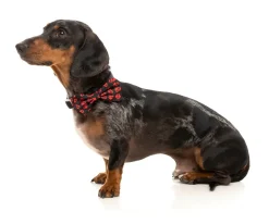 FuzzYard Heartbreaker - Bowtie