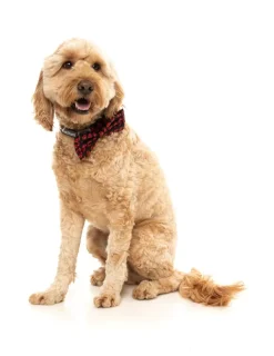 FuzzYard Heartbreaker - Bowtie