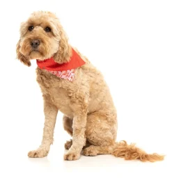 FuzzYard Hey There Sweetie - Bandana