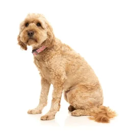 FuzzYard Hey There Sweetie - Dog Collar