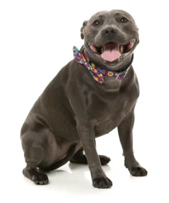 FuzzYard Highscore - Bowtie