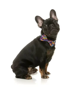 FuzzYard Highscore - Bowtie