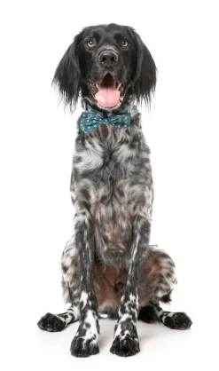 FuzzYard I Heart Candy Canes - Dog 2 Pack