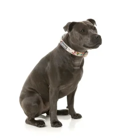 FuzzYard Ink'd Up - Dog Collar